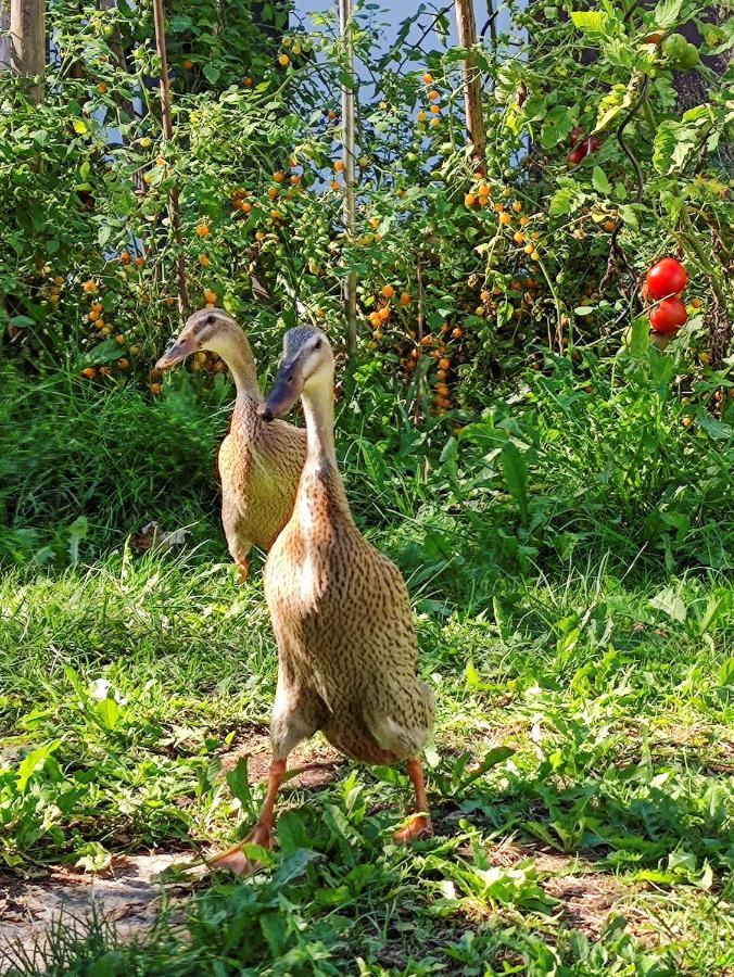 Modernes Zimmer Am Park Mit Garten, Huehner & Enten Мюнхен Екстер'єр фото